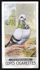 COPE - PIGEONS - #13 ENGLISH OWL