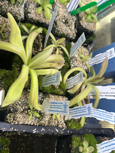 Pinguicula moctezumae - pinguicula, x