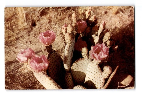 Beavertail cactus bloom - beavertail,