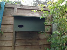 Common swift bird nest box  /