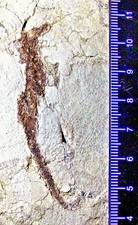 Rare 6.8cm complete Seahorse Hippocampus ramulosus: L. Pliocene, Italy