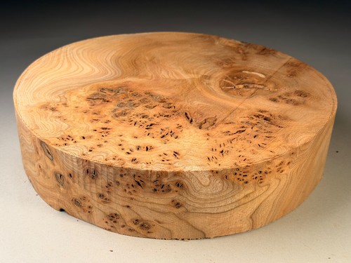 Amazing very large burr - very, elm