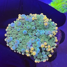 A GRADE YUMA MUSHROOM ULTRA SPECIALS SOFT CORAL MIXED YUMA MUSHROOMS