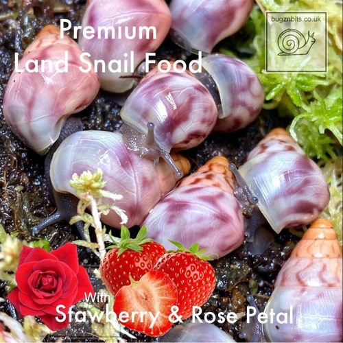 Giant african land snail food - snail,