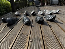 Pigeon Decoy Shell Cases x 10 Bird Decoying 4 Black 6 Natural