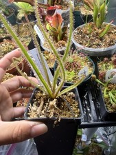 Drosera regia, CAR-1046-B King