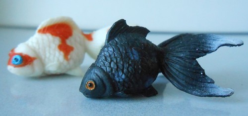 Tropical fish marine - tropical,
