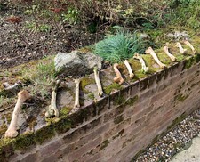 Real Animal Bones Deer Legs You Choose Genuine Leg Bone Pick PYO Select Option