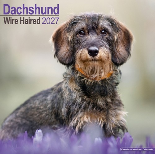 Dachshunds wirehaired wall - wall, by