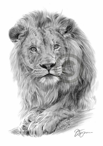 Big cat lion pencil drawing - lion,