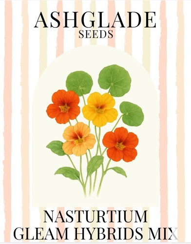 Nasturtium gleam - nasturtium, (trailing)