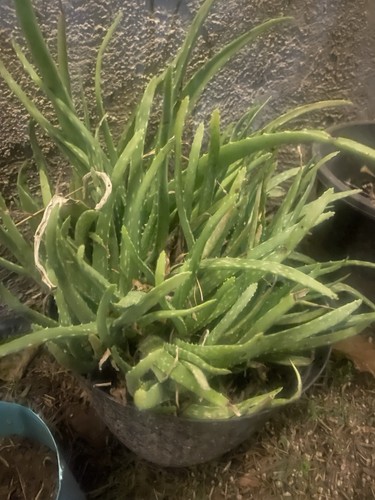 Medicinal aloe vera - aloe,