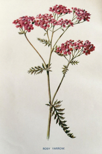 Antique print rosy yarrow - antique,