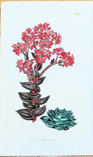 Antique botanical print sedum - antique,