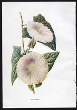 c1902 Hulme Familiar Wild