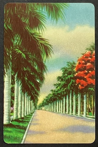 Palm tree lined - tree,