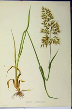 Antique Botanical Print C1900
