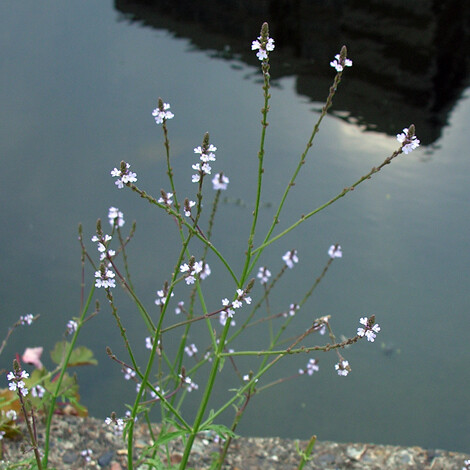 Verbena officinalis vervain - verbena, officinalis-vervain