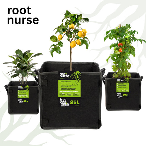 Root nurse square - nurse, plant