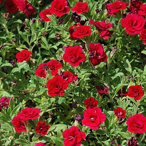 Calibrachoa trailing mini - calibrachoa,