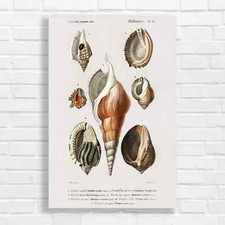 Vintage Seashell Nautical