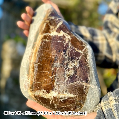 Polished petrified fossil - polished,