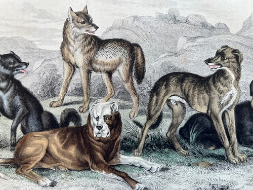Antique hand coloured
