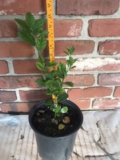 Lime Tree ,  (lime with Out