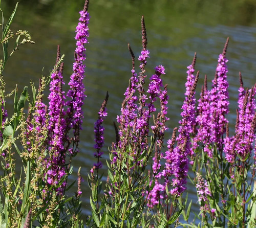 Strong purple loosestrife - strong,