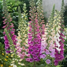  10000 seeds Foxglove Excelsior Mix+4" FREE REUSABLE PLANT LABEL