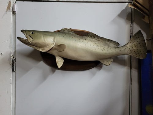 Taxidermy trout salmon - , carp