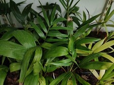 Ptychosperma Burretianum - 9