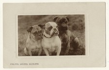 THREE GORGEOUS BULLDOGS