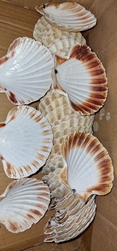 Scallop shells 13cm large - scallop,