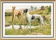 Print Agassiz Fuertes Canine