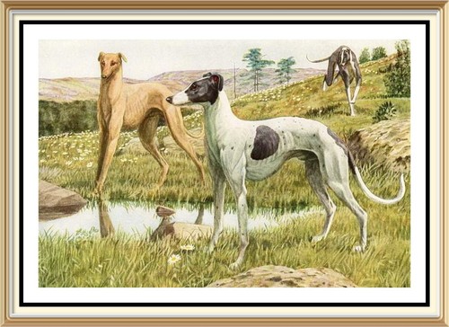 Print agassiz fuertes canine - agassiz,