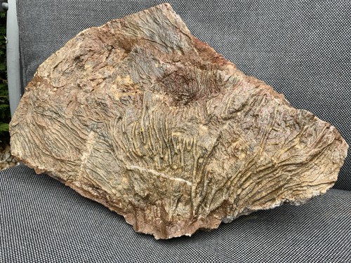 Detailed fossil crinoid - detailed,