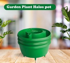 Green Plant Halo Tomatoes Grow