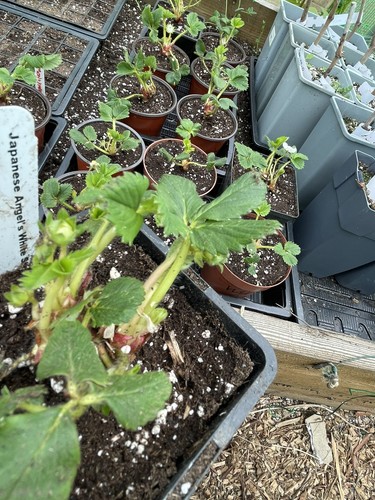 Japanese strawberry plants - japanese,