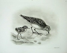 Old Antique Print 1909