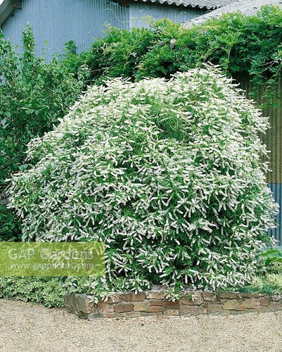 Hebe light white - light, outdoor