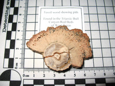 Triassic fossil wood Bull