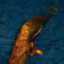 Taxidermy Peacock Wall Hung