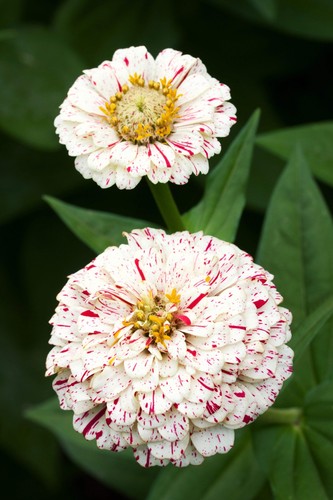 150 peppermint stick zinnia - 150,