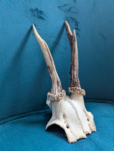 Vintage roe deer antlers - vintage,
