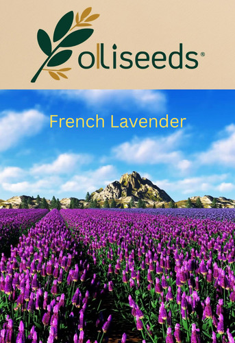 French lavender seeds - french,