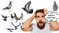 Take your pigeon racing - take,