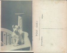 Dog sitting on a bench Animal