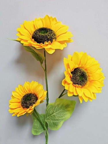 Heads giant stem - heads, sunflower