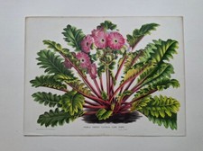 LOUIS VAN HOUTTE BOTANY